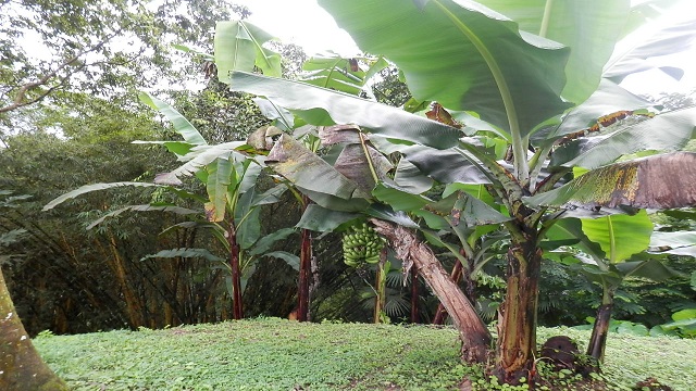 Agrícola y Pecuario