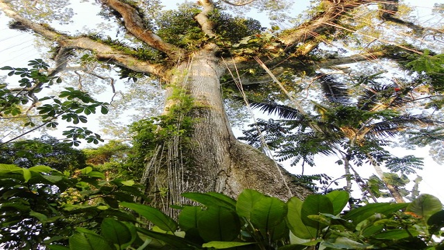 Extracción de Madera de Bosques