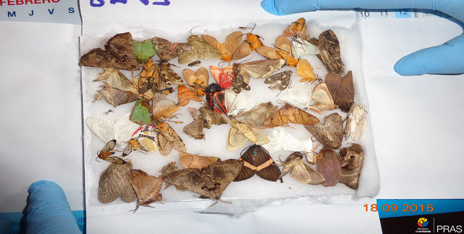 Tráfico de especies y afectación a la biodiversidad. (Pichincha. 2015)