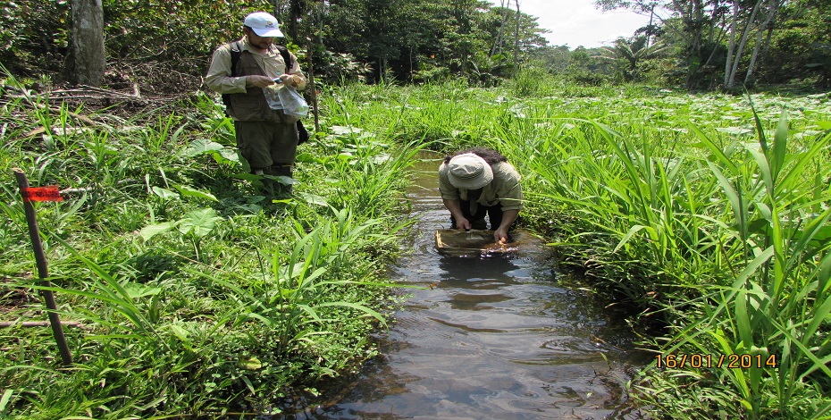 Colección de macro invertebrados acuáticos. (Sucumbíos y Orellana. 2014)